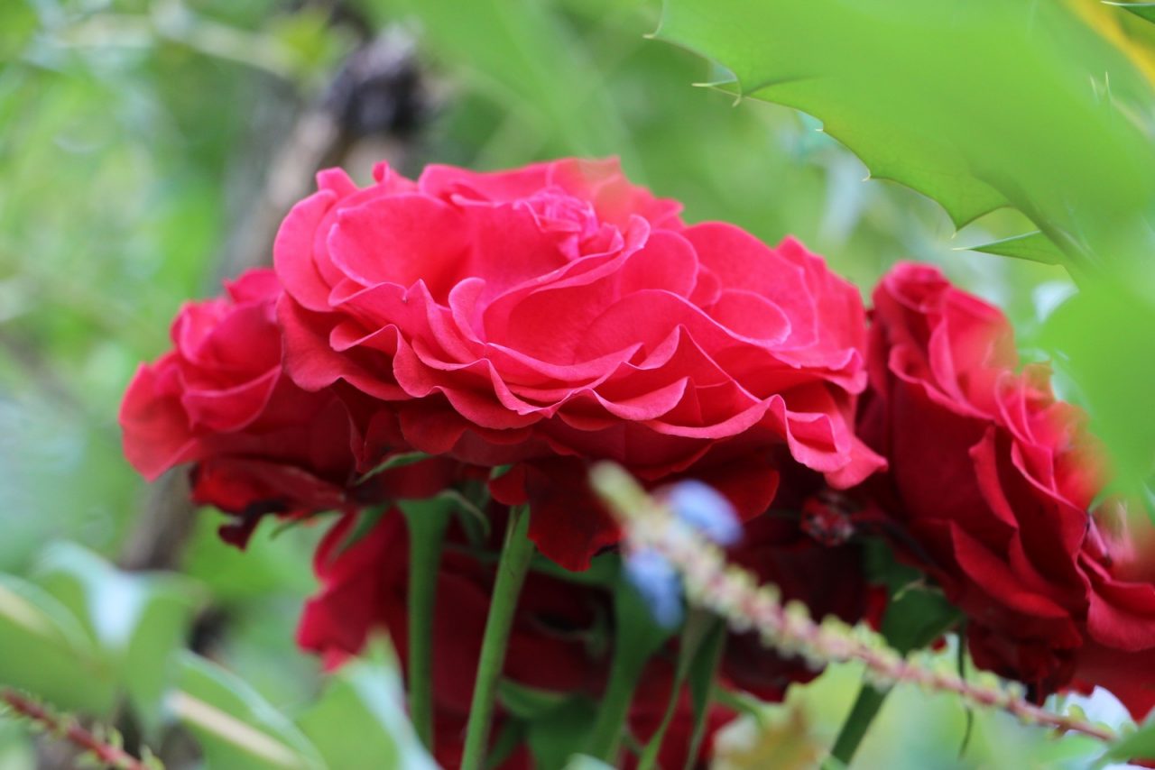 Une fleur